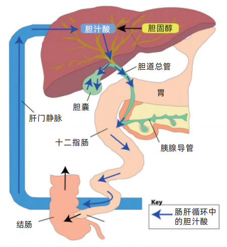 我國肝硬化發病率高,影響面廣,而明確肝損傷程度,分辨肝硬化早期改變